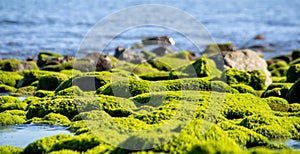 Beach with rocks and algae at low tide with sunny day