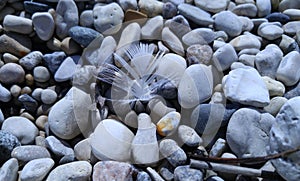 Beach Rocks and Feather