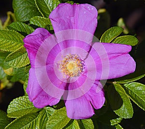 Beach Rose Also Known as Rugosa Rose