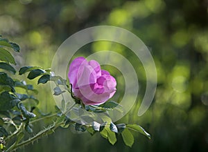 Beach rose rosa rugosa blooming with fragant purple flowers