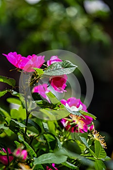 Beach rose Rosa rugosa flowers