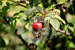 Beach rose or Rosa rugosa suckering shrub plant with single brightly red rose hip surrounded with green and brown corrugated