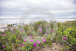 Beach roses blooming on the beach by Atlantic Ocean in Maine