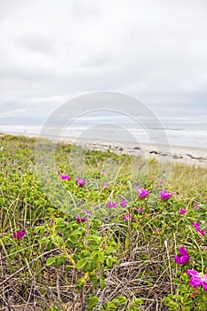 Beach roses blooming on the beach by Atlantic Ocean in Maine