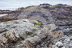 Beach roses growing in the rocks on the coast of Maine on the Marginal Way path in Ogunquit