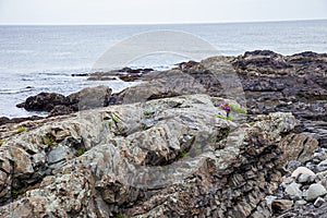 Beach roses growing in the rocks on the coast of Maine on the Marginal Way path in Ogunquit