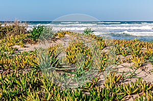 Beach with rough sea in a sunny day
