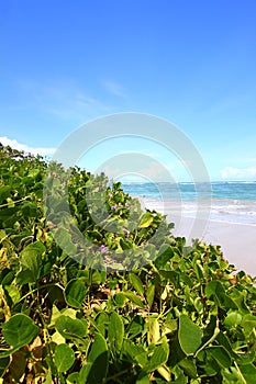 Beach on Saint Lucia