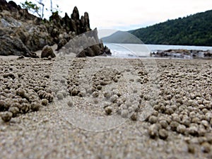 Beach with sand bubbler crab balls