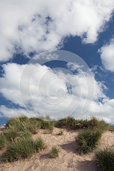 Beach sand dune