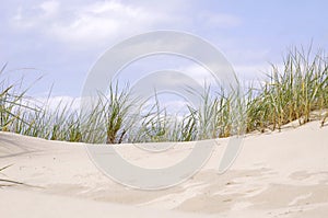 Beach sand dune grasses