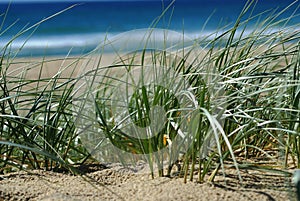 Beach Sand Dunes