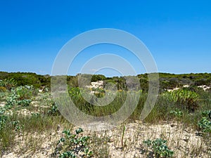 Beach sand dunes