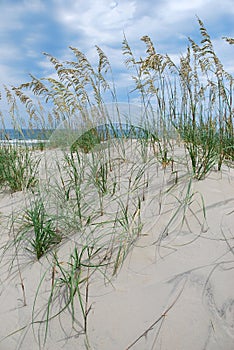 Beach sand dunes