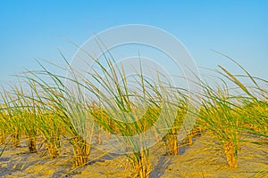 Beach, Sand Dunes and Grass on north side of the Provincelands Cape Cod, Atlantic ocean view MA US