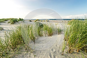 Beach with sand dunes and marram grass in soft evening sunset light.