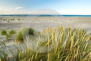 Beach with sand dunes and marram grass in soft evening sunset light.