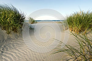 Beach with sand dunes and marram grass in soft evening sunset light.