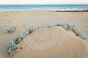 Beach with sand dunes and Marram grass in soft evening sunset light