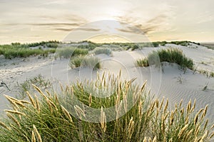 Beach with sand dunes and marram grass with soft sunrise sunset back light. Skagen Nordstrand, Denmark. Skagerrak