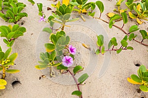 Beach Sand Dunes Plants Flowers Nature