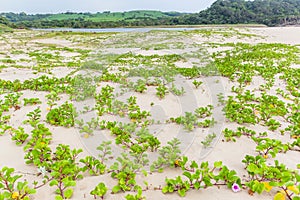 Beach Sand Dunes Plants River Lagoon Landscape