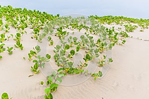 Beach Sand Dunes Scrub Plants Nature