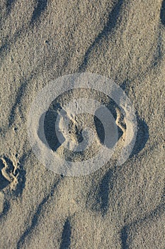 Beach sand ground macro background covid-19 june season creta island greece modern high quality print