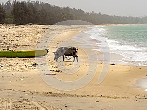Beach sand and ocean with so many garbage with pigs eating plastic pollution in Senegal