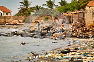 Beach sand and ocean with so many garbage with pigs eating plastic pollution in Senegal