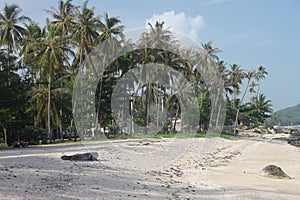 A beach with sand and palms in Samui island in Thailand