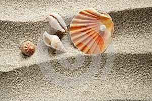 Beach sand pearl shell summer vacation