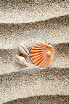 Beach sand pearl shell summer vacation