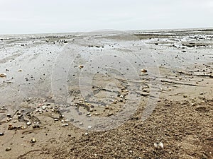 A beach with sand, rocks and shells lying