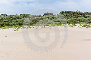 Beach Sand Scrub Trees Landscape