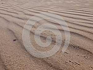 A beach sand with some animal foot step