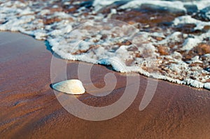Beach: Sand, Water, Shell