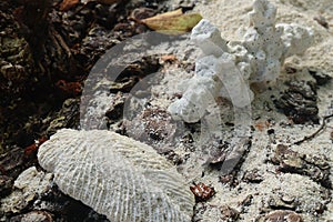 Beach sand white soil seashell