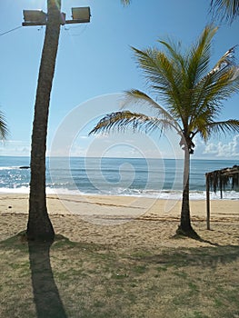 Beach of Santa Cruz CabrÃ¡lia, with a coconut tree beautifying the sea, a beautiful background