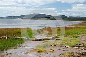 Beach scene with driftwood