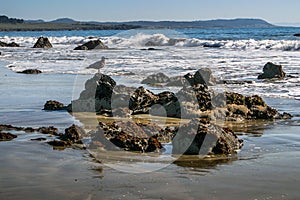 California Beach Scene with Gull Standing on Rocks