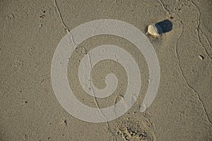 A beach scene with some rocks and shells