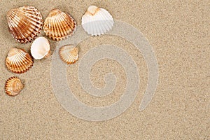 Beach scene in summer holiday with sand, sea shells and copyspace