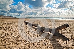 Beach scene. Washed up driftwood on an empty sand beach.