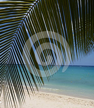 Beach Scenin in Barbados, West Indies