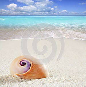 Beach sea snail tropical white sand closeup macro