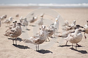 Beach seagulls