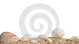 Beach. A seashell or sea shell. Beach sand with seashells. Panorama of ocean beach. Miami Beach Florida.