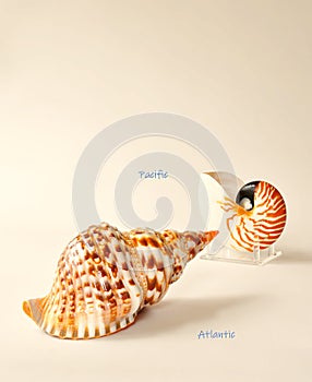 Beach Seashells from Atlantic and Pacific photo