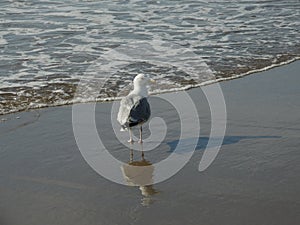 Beach and seasight at Wijk aan Zee photo